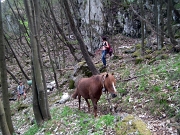82 cavallino...